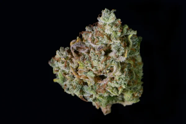 Gelato Auto - Image 2