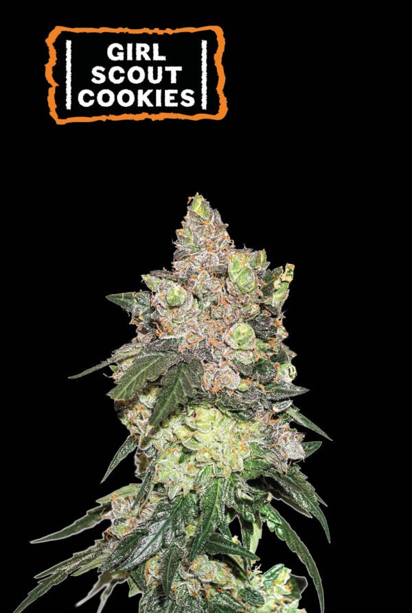 Girl Scout Cookies