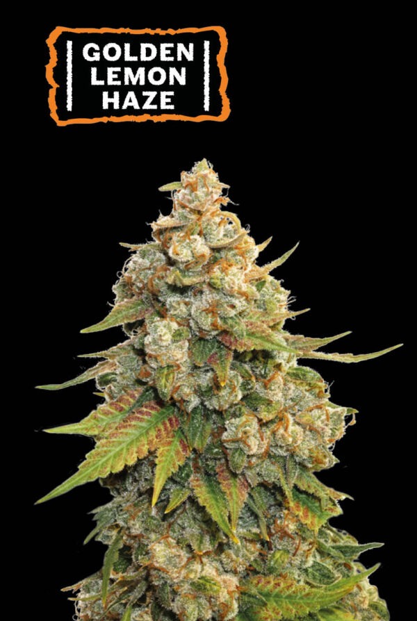 Golden Lemon Haze