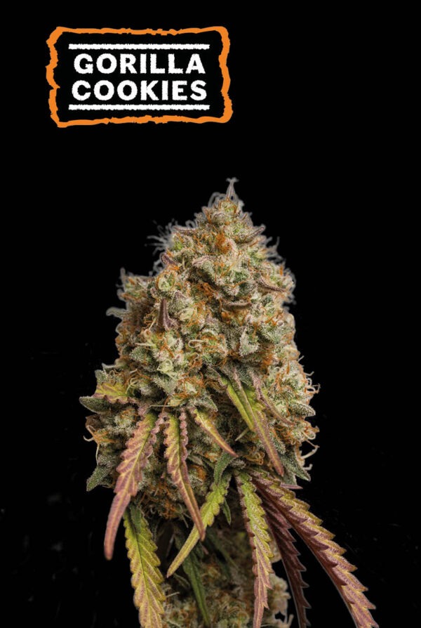 Gorilla Cookies