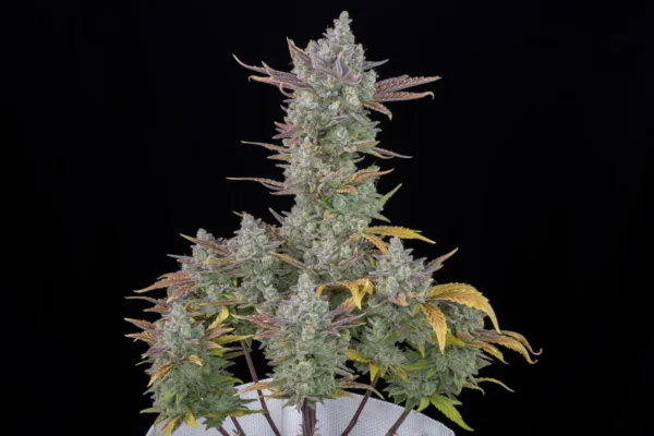 Gorilla Cookies Auto - Image 4