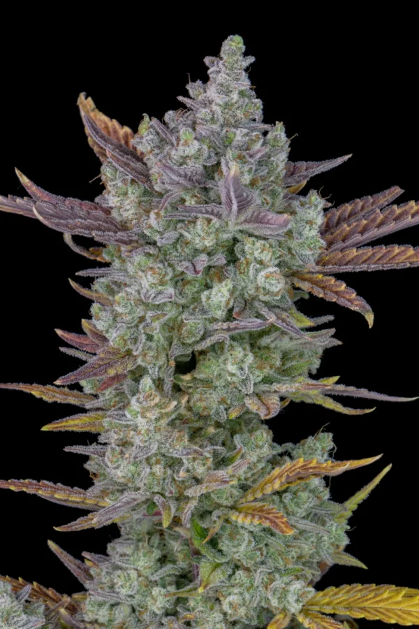 Gorilla Cookies Auto - Image 3