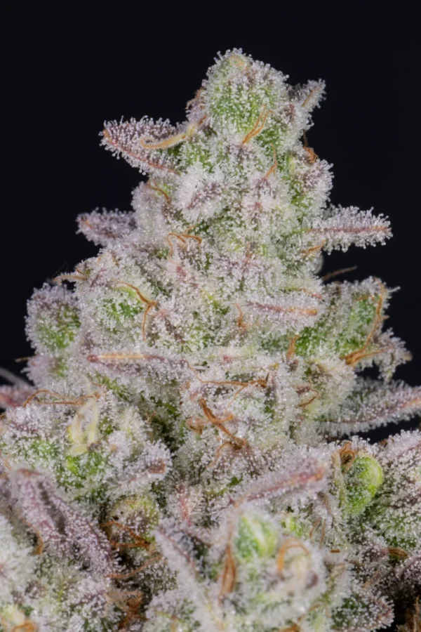 Gorilla Cookies Auto - Image 2