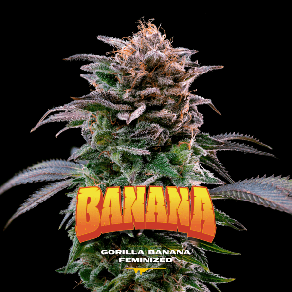 Gorilla Kingdom Banana - Imagem 2