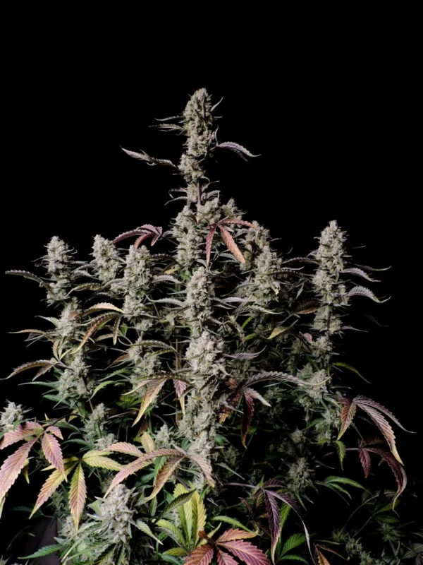 Gorilla Zkittlez Auto - Image 4