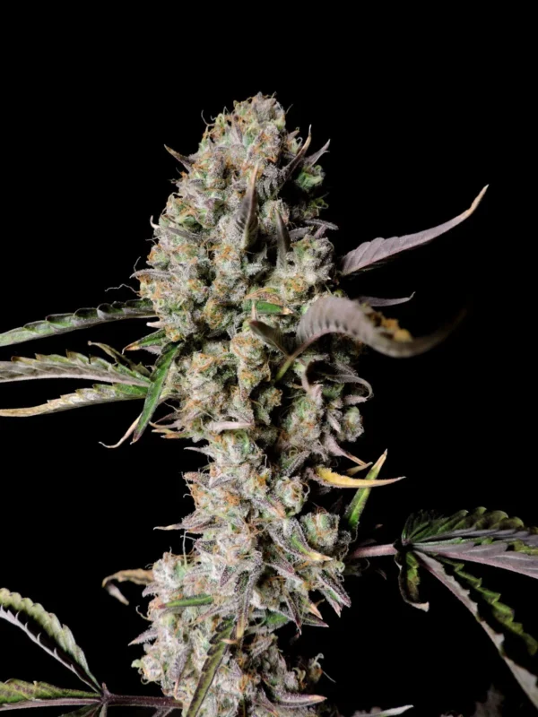 Gorilla Zkittlez Auto - Image 3