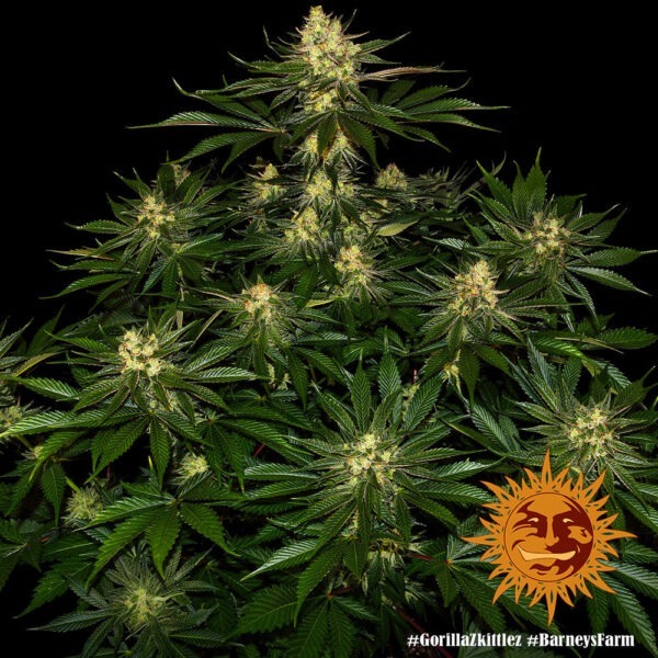Gorilla Zkittlez - Image 2