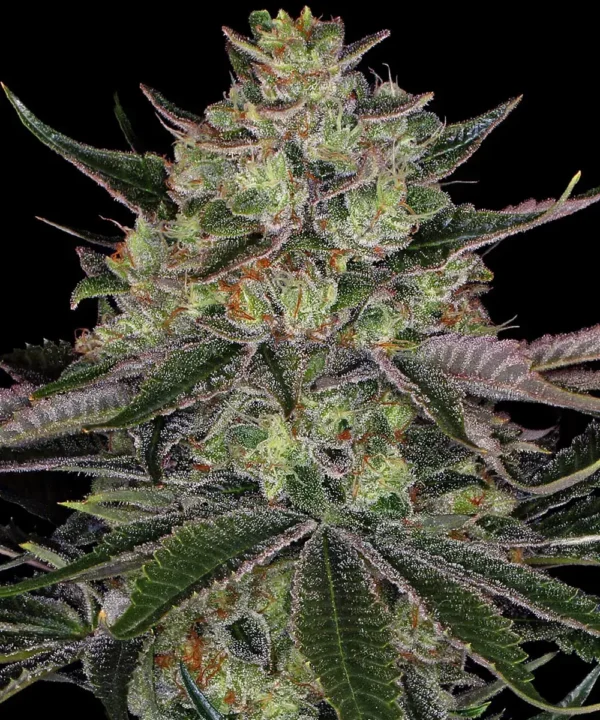 Gorilla Zkittlez - Image 3