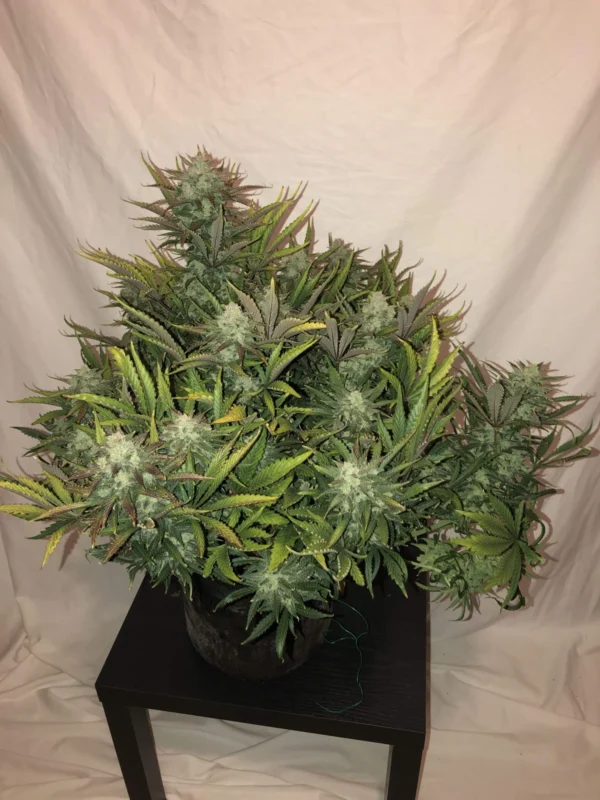 Gorilla Auto - Image 3