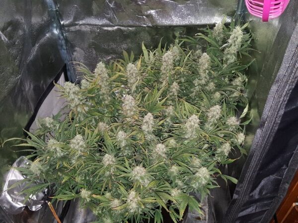 Grapefruit Auto - Image 3
