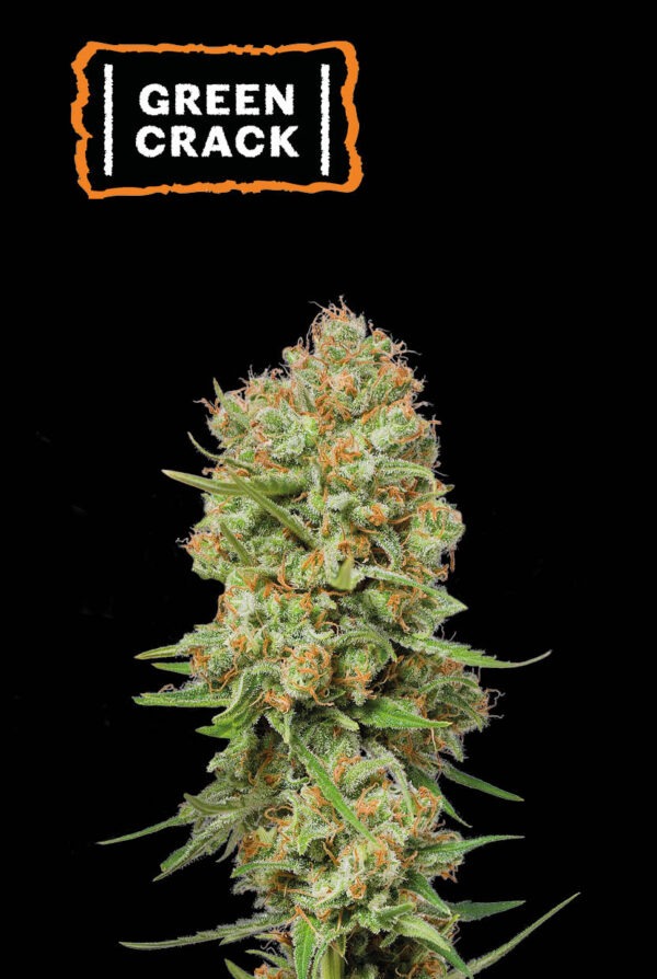 GREEN CRACK