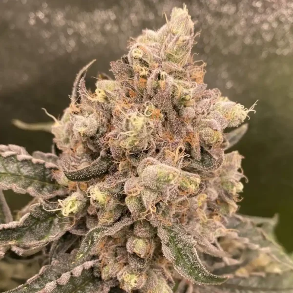 Caramel Auto - Imagem 3