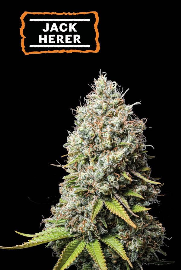 Jack Herer