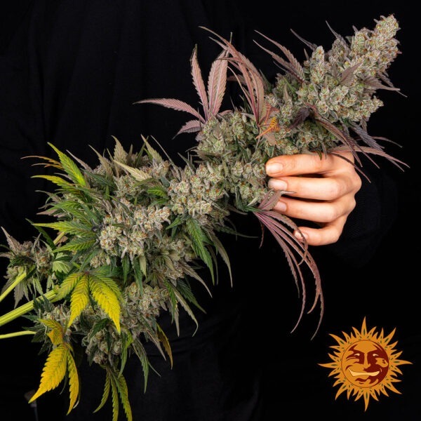 Kush Mintz - Image 4