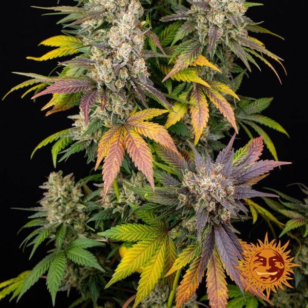 Kush Mintz - Image 3