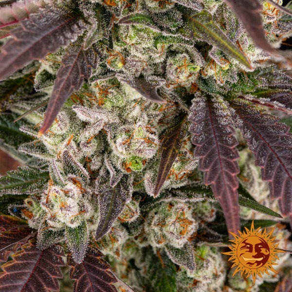 Kush Mintz - Image 2