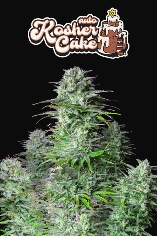 Kosher Cake Auto - Image 3