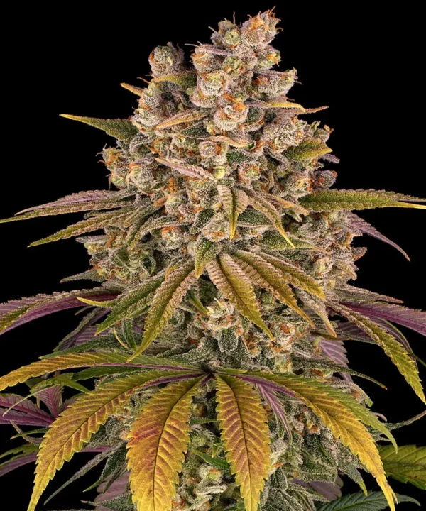 Lemon Tree - Image 4