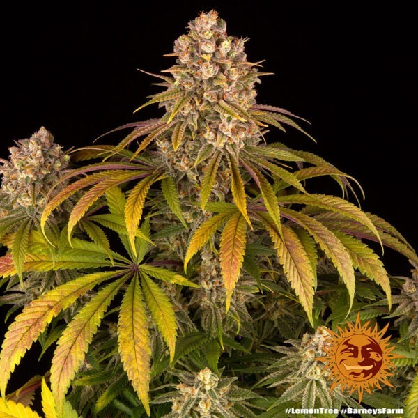 Lemon Tree - Image 3