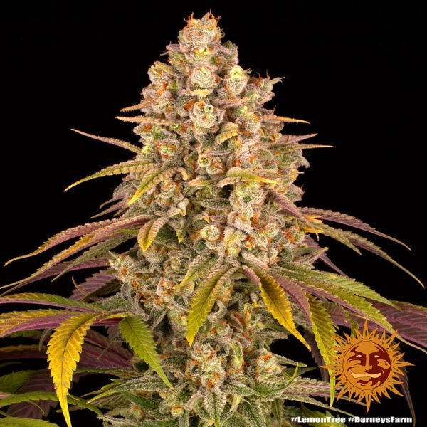 Lemon Tree - Image 2