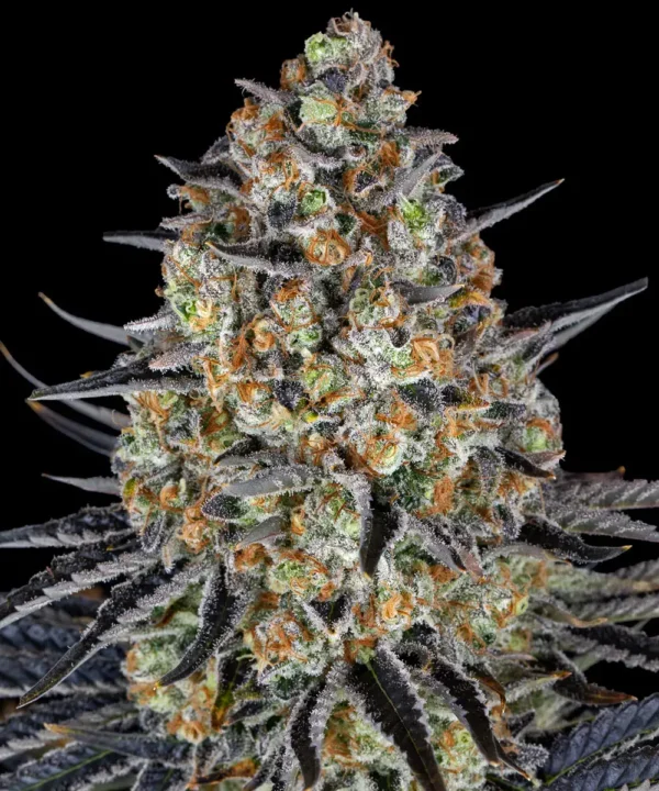 LSD - Image 3