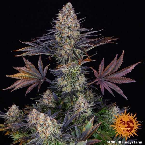 LSD - Image 2