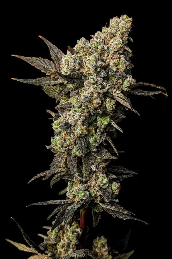 Fresca Lemon - Imagem 3