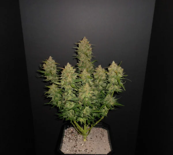 Lemon AK Auto - Image 4