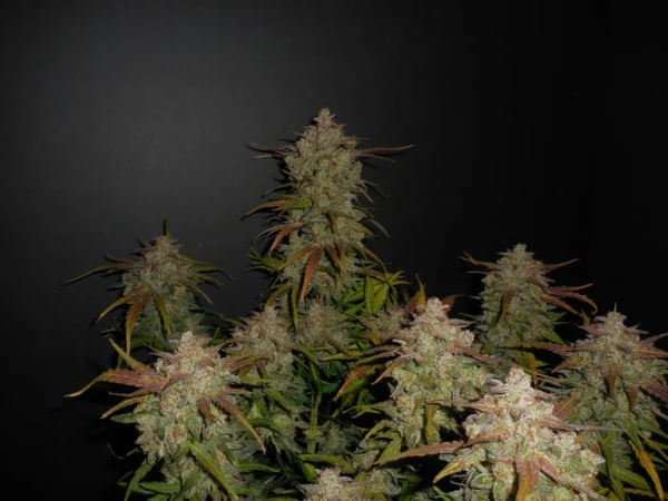 Lemon AK Auto - Image 3