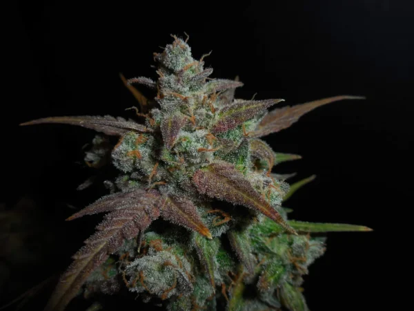 Lemon AK Auto - Image 2