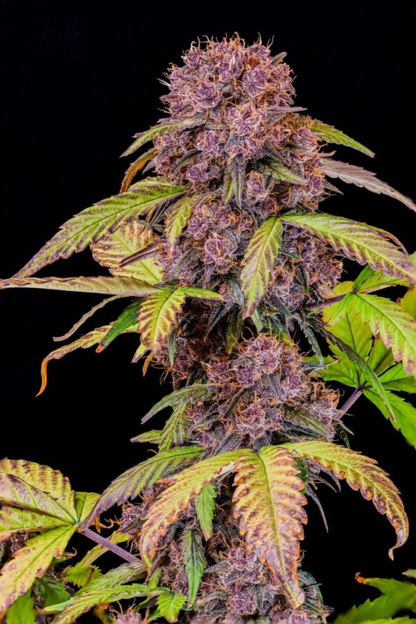 Lemon Cherry Cookies Auto - Imagem 3