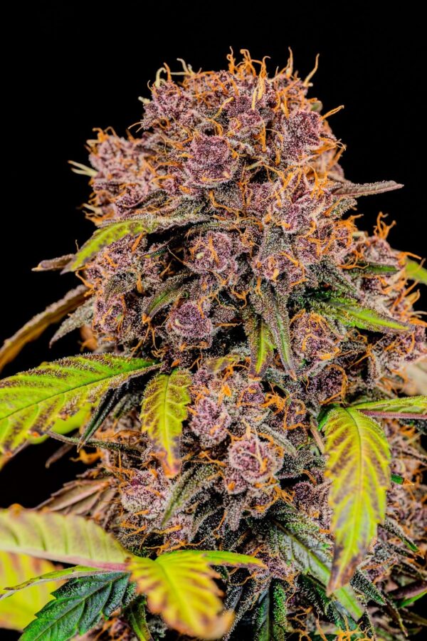 Lemon Cherry Cookies Auto - Imagem 2