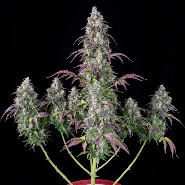 Lemon Pie Auto - Image 4