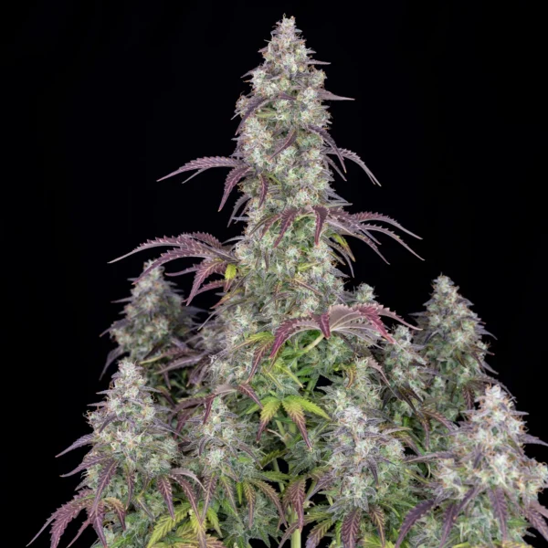 Lemon Pie Auto - Image 3