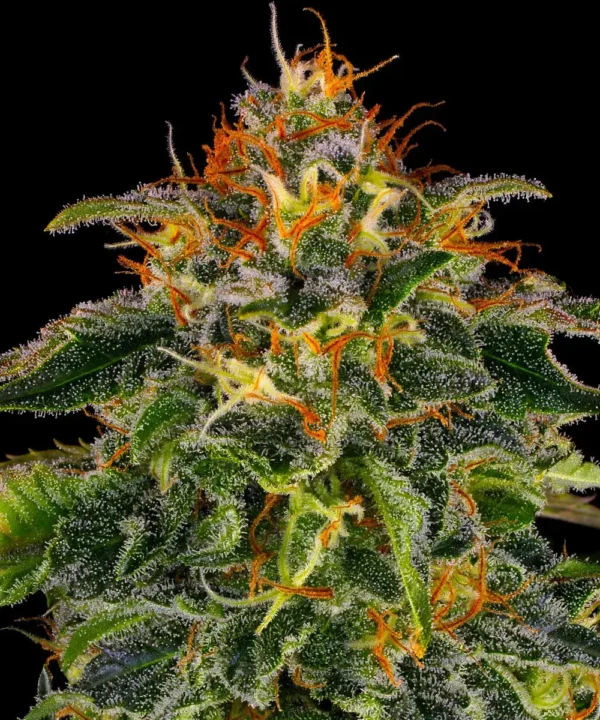 Moby Dick - Image 2