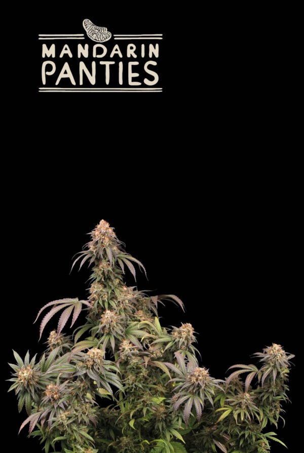 Mandarin Panties