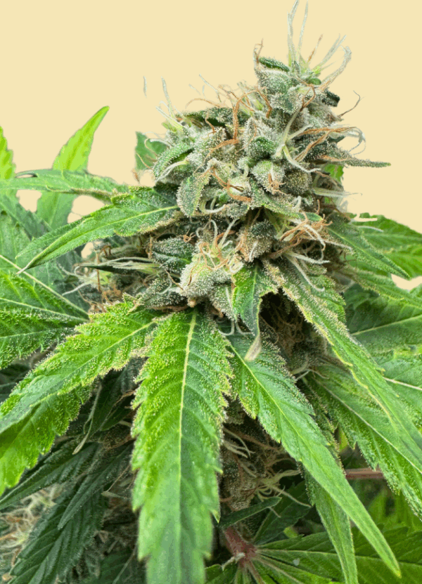 Mango Kush - Imagem 3