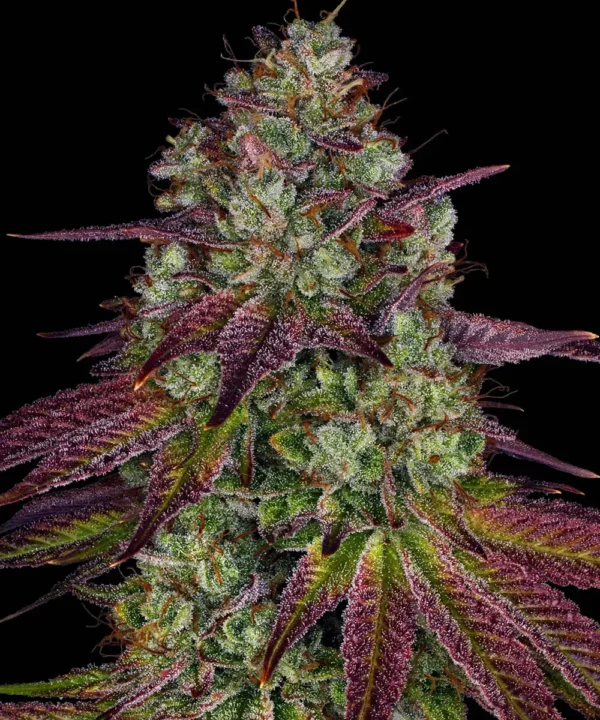 Mimosa EVO - Image 3