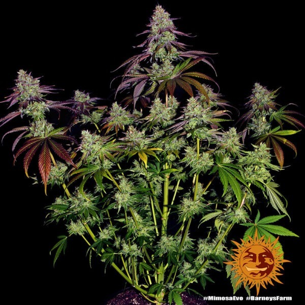 Mimosa EVO - Image 2