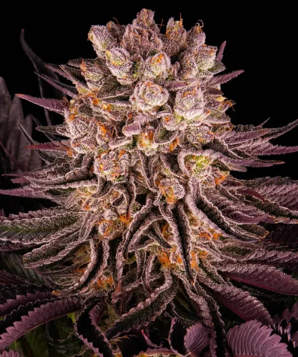 Mimosa x Orange Punch - Image 3