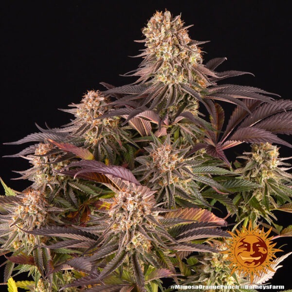 Mimosa x Orange Punch - Image 2