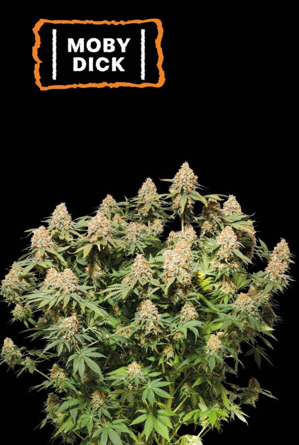 Moby Dick
