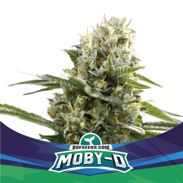 Moby-D XXL Auto - Image 3