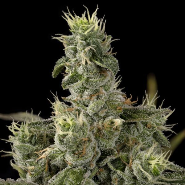 Nicole Kush - Imagem 3