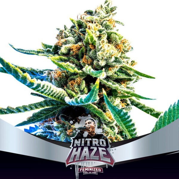 Nitro Haze - Imagem 2