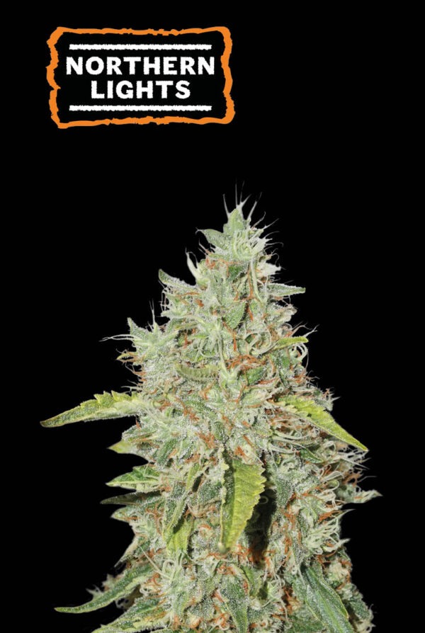 Northern Lights