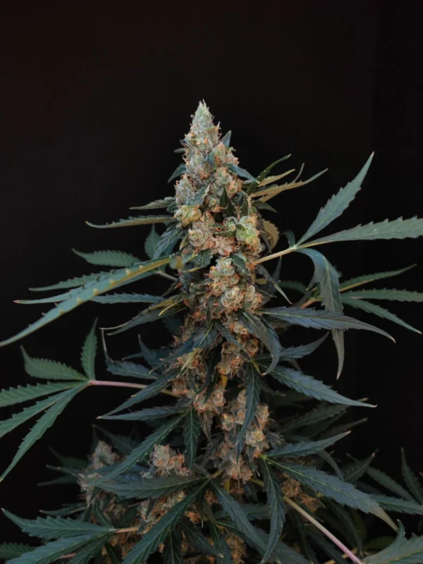 Northern Lights Auto - Image 4