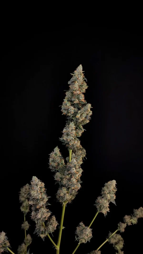 Northern Lights Auto - Image 3