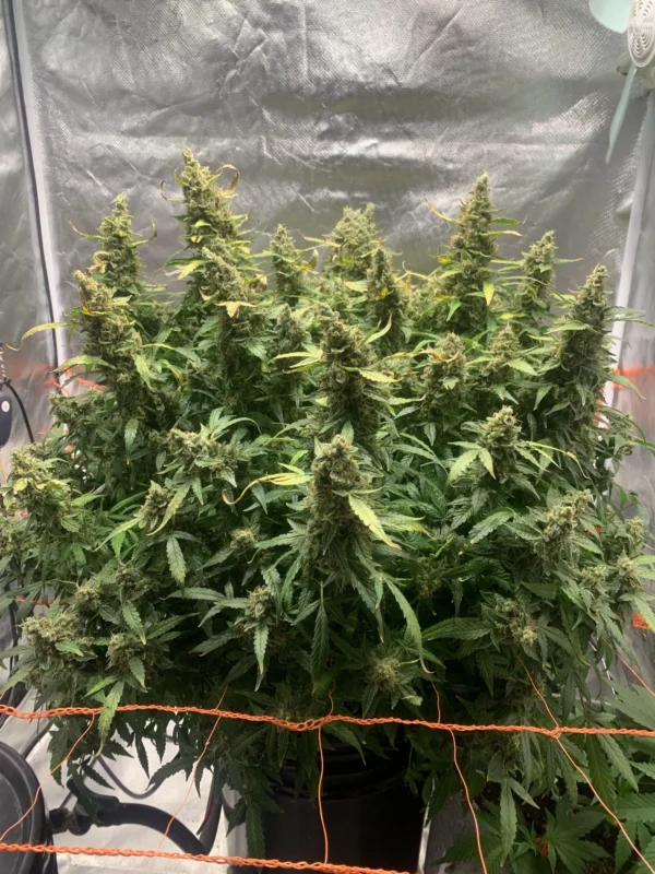 Northern Lights Auto - Image 2