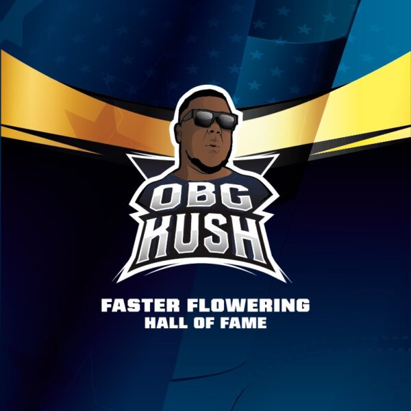 OBG Kush Faster Flowering Feminized